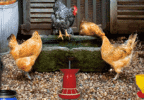 Poultry Farm Easter Escape